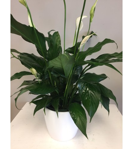 Peace Lily Blooms