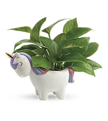 The Peaceful Unicorn Pothos Plant