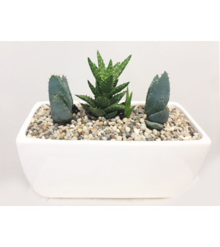 The Heart Company - Aloe Collection 8"