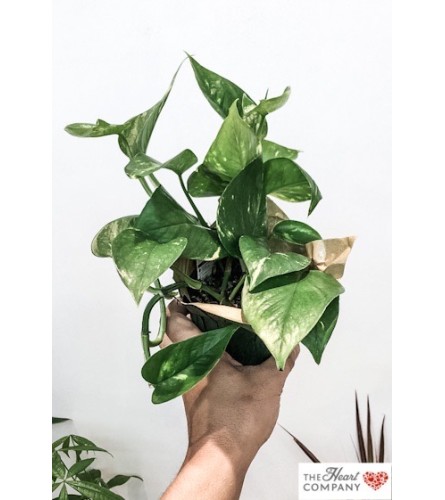 The Heart Company- Pothos (Money Plant)
