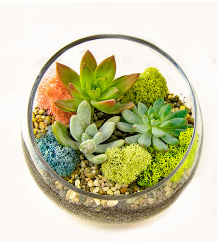 The Heart Company- Slant Glass Succulents