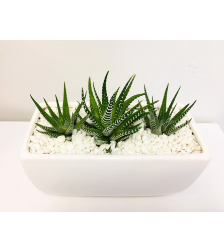 The Heart Company-Modern Series Haworthia
