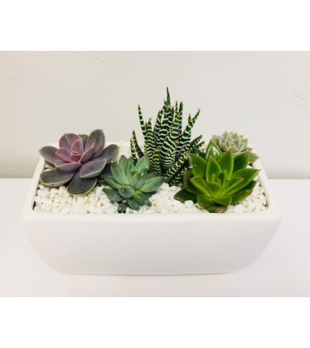 The Heart Company - Modern series - Succulents