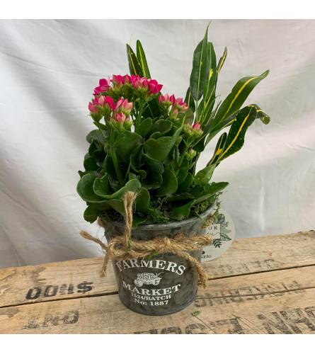 Small Sawyer Planter