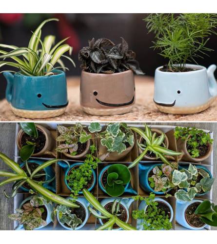 Whale Planter