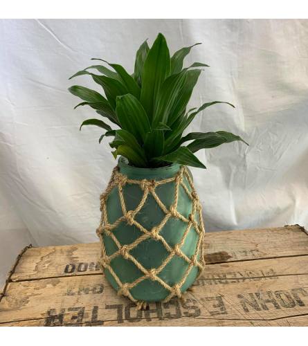 Pineapple Planter