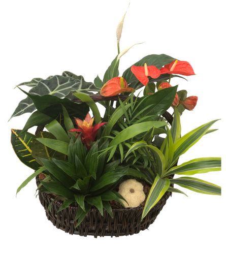 Extra Large Tropical Planter with Anthurium
