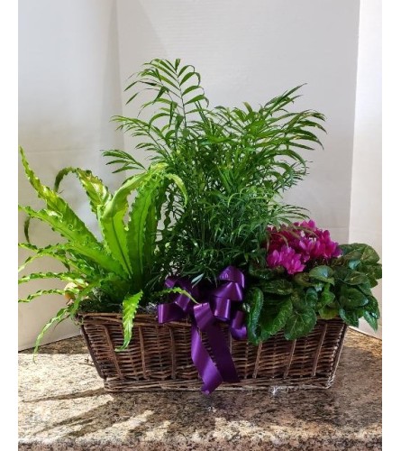 Basket of Green Plants