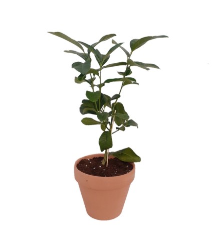 Buddha Hand Tree