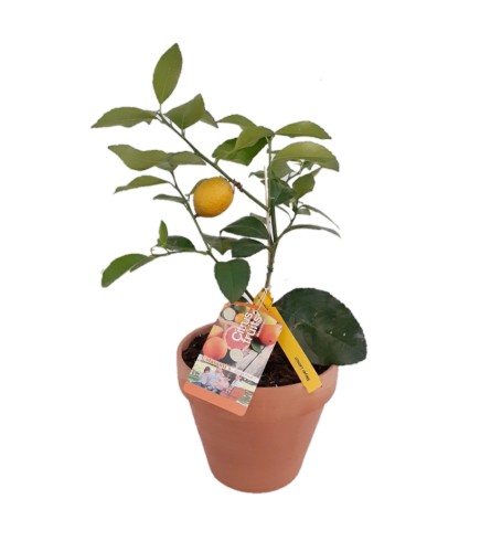 Citrus - Lemon Tree