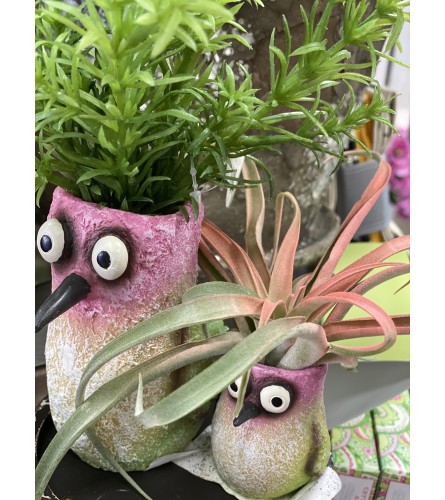 Humming Bird Succulent