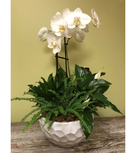 Elegant Orchid Planter