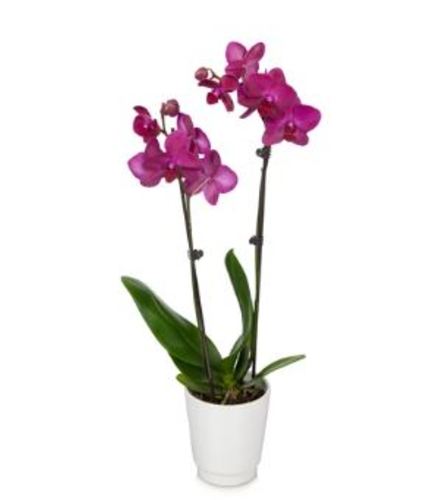 Divine Orchid Plant