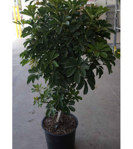 Braided Schefflera Tree