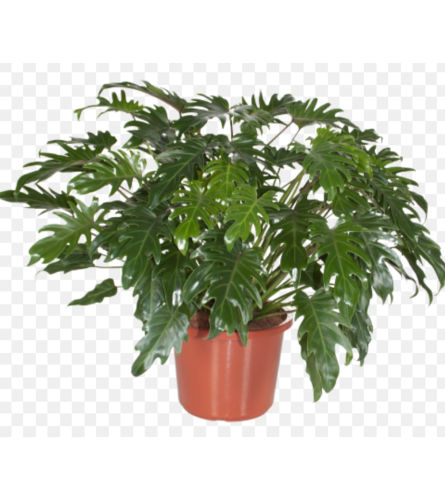 Philodendron Hope