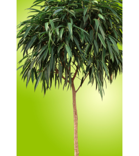 Ficus Alii