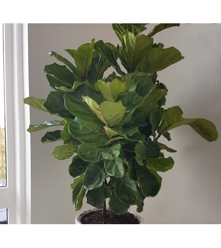 Premium Fiddle Leaf Fig