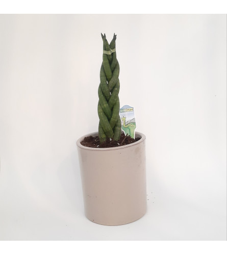 Braided Snake Plant