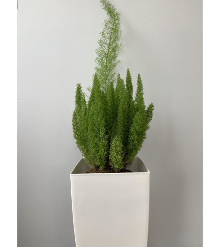 Foxtail Fern in a White Pot