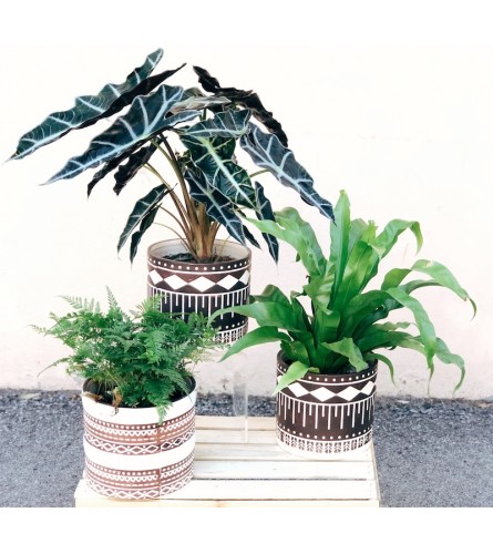 Geo Tropic Plant