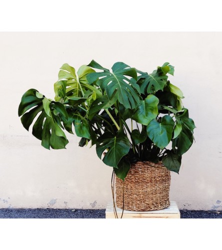 Monstera Plant