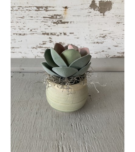 Tina Doorn Succulent Pottery