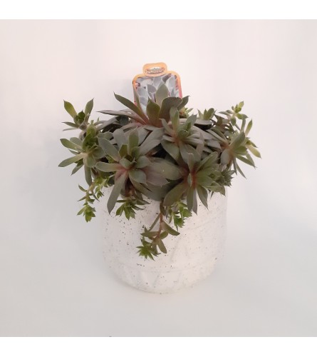 Ruby Heart (Hens and Chicks)