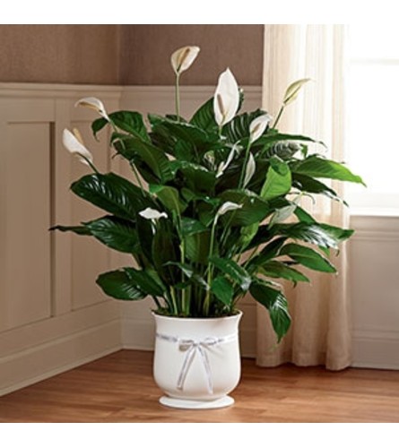 8" Comfort Planter with Peace Lily