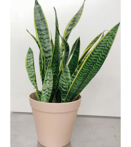 Sanseveria Plant