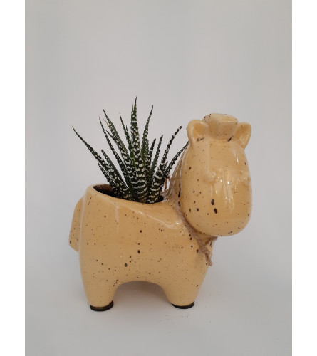 Zebra Succulent (Haworthia)