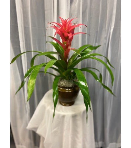 Exotic Bromeliad