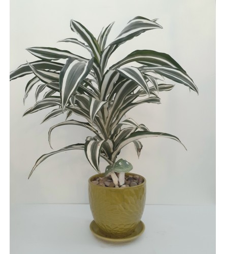 Dracaena Warneckii