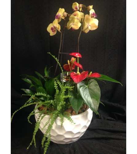 round orchid and anthurium planter