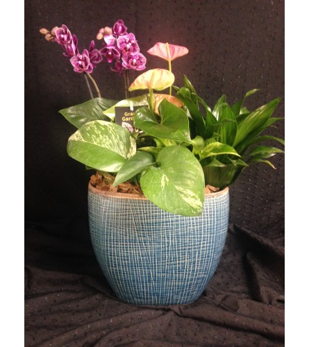 oval orchid and anthurium planter