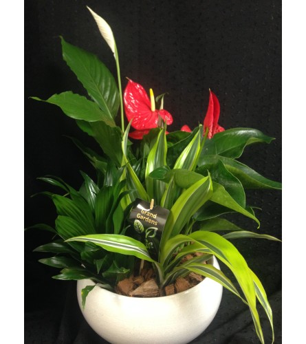 round peace lily and anthurium planter