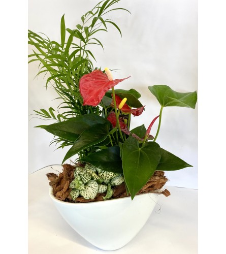 Assorted tropical Planter