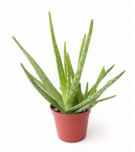 Aloe Plant pot