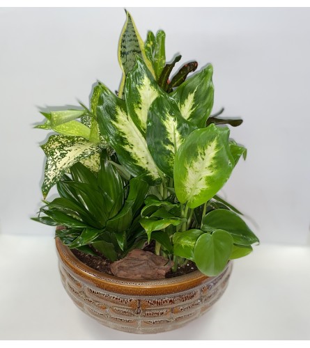 Indoor Ceramic Planter