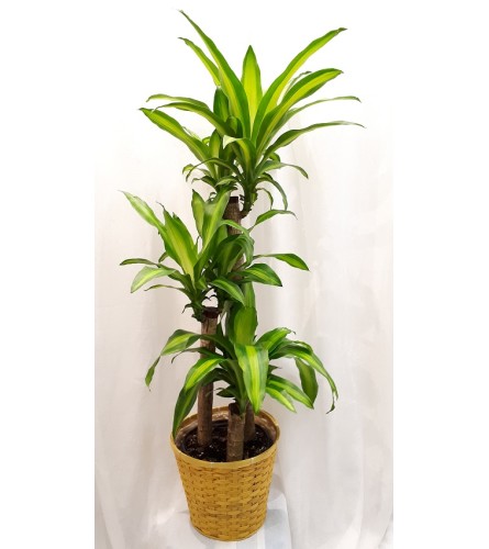 Dracaena Mass