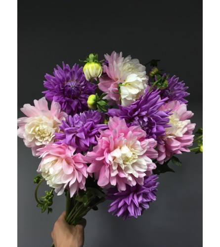 Dahlia Delights