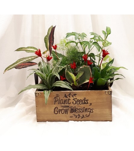 Plants in Wooden Box