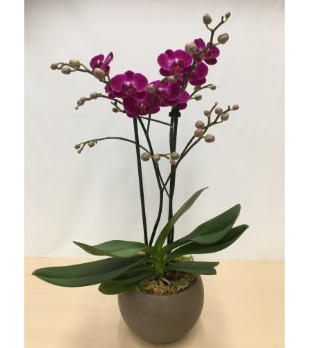 Purple Phaleanopsis Orchid