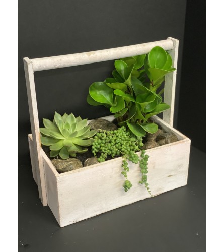 Garden Succulent Box