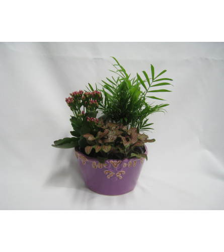 Happy plants