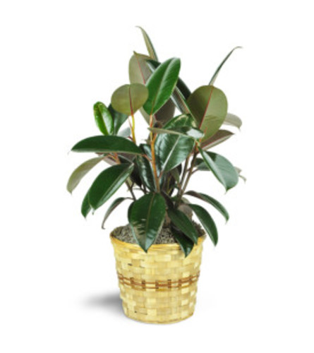 Large Rubber Plant