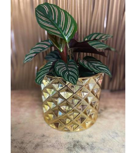 Calathea Pinstripe Plant