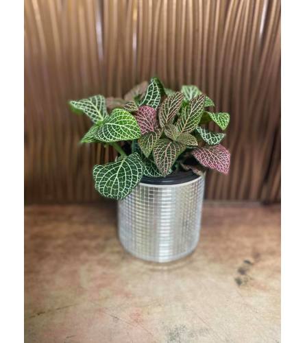 Fittonia Nerve Plant