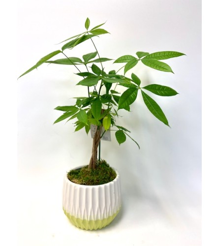 Petite Money Tree Plant