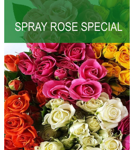 Wrapped Spray Rose Special