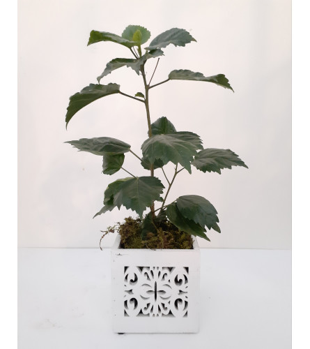 Hibiscus Flowering Plant
